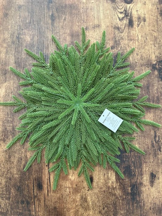 NA-IN-001 Individual Pino Verde Navidad x 6